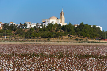 cotton plantation in Puebla de Cazalla, province of Seville. Spain