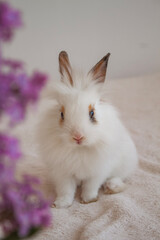 white rabbit with purple flower
