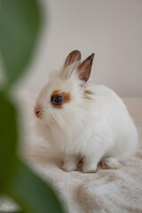 white rabbit with plant