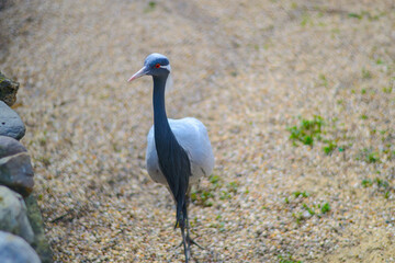 Grey Heron taken in close up. The bird is moving towards the operator, and large rocks are visible on the left. The photo beautiful, swirling bokeh.