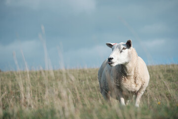 Single sheep grazing in a field with tongue poking out