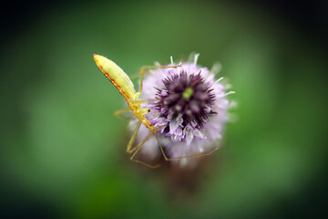 Insect on Flower
