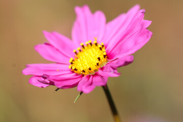 Pink Flower
