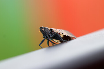 Lanternfly