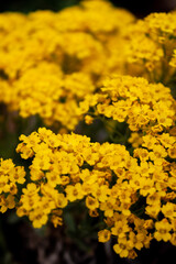 yellow flowers in the park
