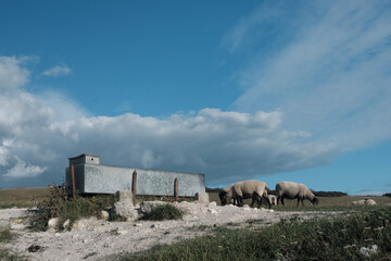 Sheep grazing in a field near a watering trough on the South Downs Way in Sussex near Alfriston. Blue skies with low cumulus cloud