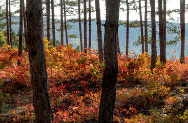 bright red autumn leaves of scumpia in pine forest