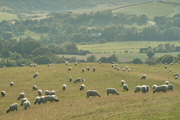 Obraz premium Sheep grazing in a field with on the Sussex Downs near Alfriston