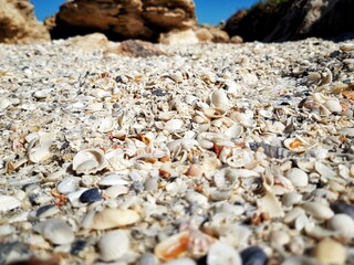 shells on the beach