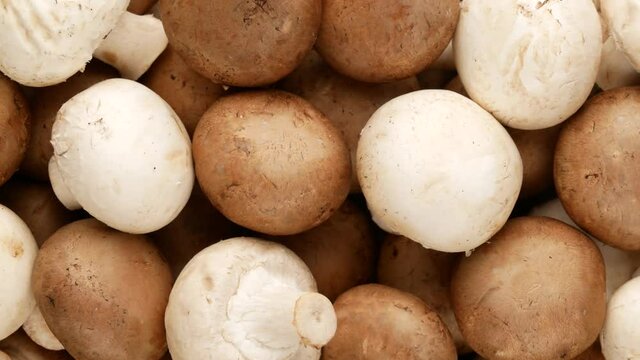 Champignons. Brown and white mushrooms. 