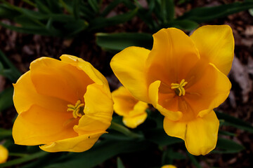 yellow tulips in garden