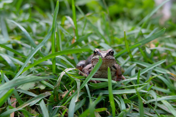 frog on the grass