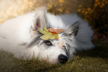 Hund liegt entspannt im Herbst in der Sonne