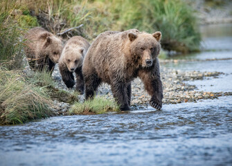 Female Coastal Brown Bear and cubs on fishing trip on river