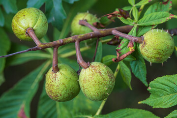 Close up of green walnuts on a tree in the Rheingau / Germany