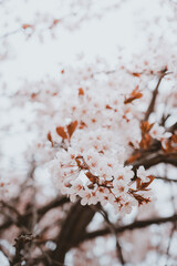 Ceramic workshop and flowers