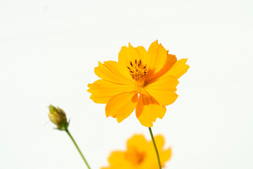 Yellow cosmos flowers on a white background.