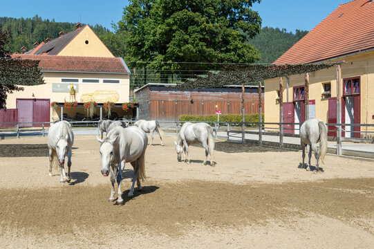 Lipizzaner Stud Piber