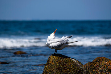 Thalasseus elegans. Coast bird. Puerto Vallarta. Jal. Mex.	
