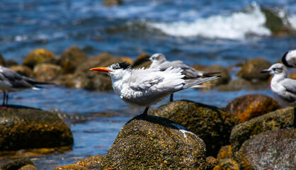Thalasseus elegans. Coast bird. Puerto Vallarta. Jal. Mex.	
