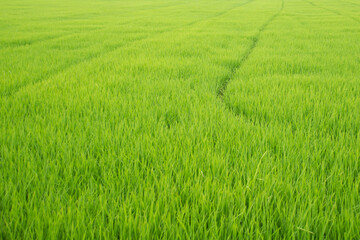 rice,green,nature