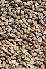 texture,fossil,shell,limestone