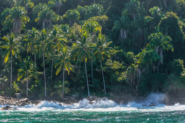 Landscape of coconut palm tree on tropical beach in summer, Beautiful contrast with the waves and the mountains, Puerto Vallarta. Jal. Mex. 