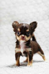 Photos of various postures of the Chihuahua puppies
