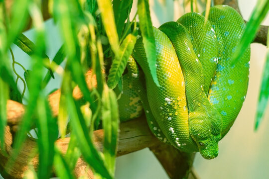 Large, green Python has coiled up and is hanging from a tree. There are dewdrops on the Python, and its eyes are molten silver.