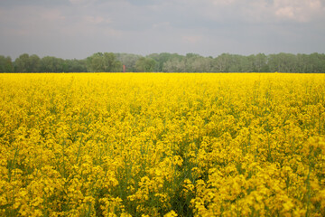 Obraz premium rapeseed field in spring