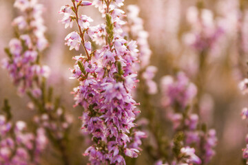 Obraz premium beautiful purple moor