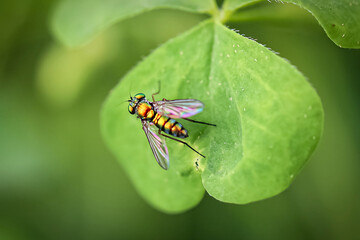 Long Legged Fly