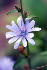 Chicory