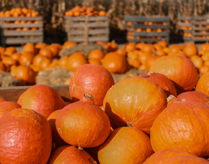 pumpkin farm