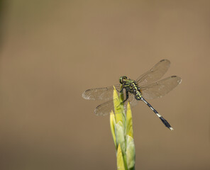 Green dragonfly on yellow flower