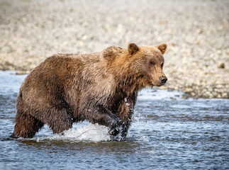Fototapeta na wymiar Female Coastal Brown Bear in river