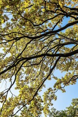 Branches of an old oak tree with autumn foliage against a blue sky.