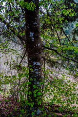 Obraz premium View of the forest in the Black Forest, Germany