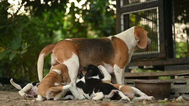 beagle puppies family, Calm mommy dog breastfeeding her beagle puppies with milk