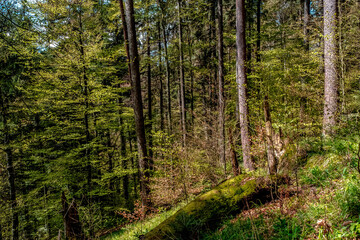 Naklejka premium View of the forest in the Black Forest, Germany