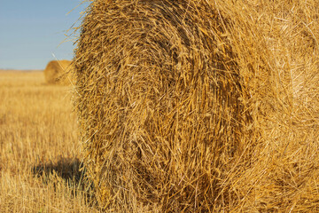 Hay bale. Haystack on rural nature on farmland, straw in the meadow