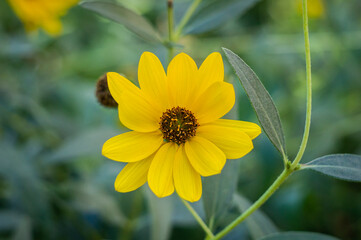 Big yellow flower in the garden close up