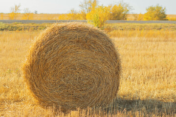 Hay bale. Haystack on rural nature on farmland, straw in the meadow