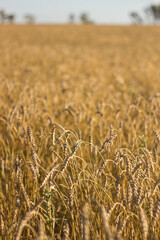 Field of Dry Golden Wheat. Harvest Concept