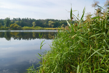 Nature in the forest, river and road, active rest.
