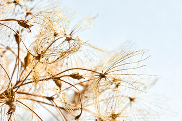 Macro closeup of brown dry delicate hortensia skeleton flower leaves on a light blue background....