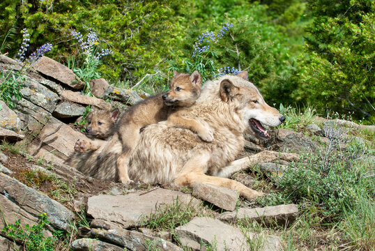 Gray wolf with cubs