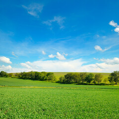 Fototapeta na wymiar Green field and blue sky with light clouds.