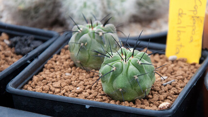 copiapoa cactus