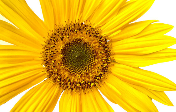 Closeup of one bright yellow sunflower with large petals on white background.